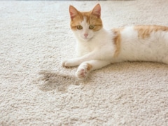 Close-up photograph of a cat resting comfortably beside a wet carpet