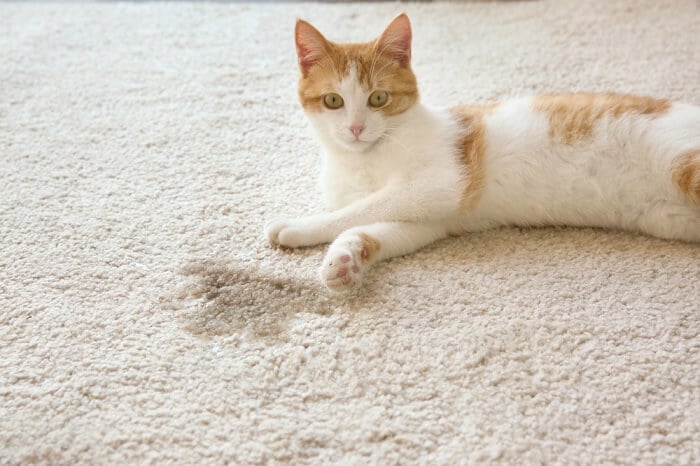 Photographie en gros plan d'un chat se reposant confortablement à côté d'un tapis mouillé