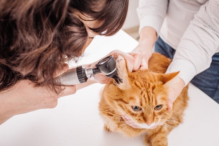 Chat orange dont les oreilles sont examinées par un vétérinaire