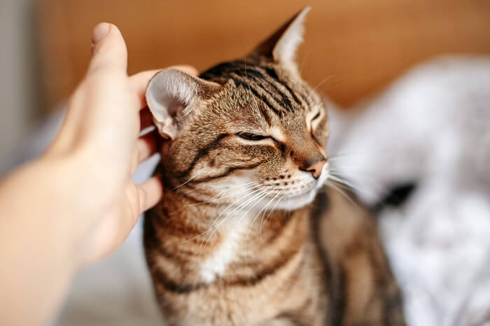 Gros plan des oreilles d'un chat, mettant en valeur leurs détails complexes, leurs plis et leurs motifs uniques.