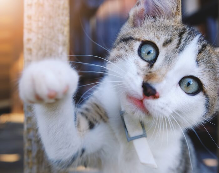 Chat tigré blanc et marron étendant la patte vers la caméra