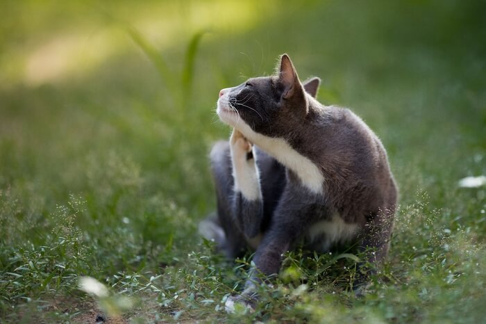 Un chat gris et blanc assis dans l'herbe