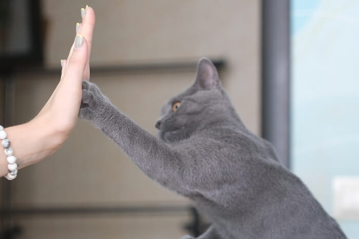 Un chat et une personne se tapent dans la main