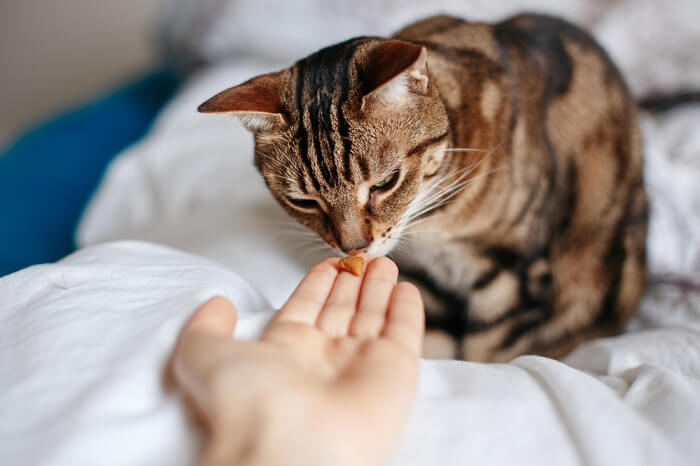 Personne qui donne une friandise à un chat