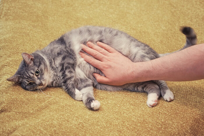 ténias chez les chats