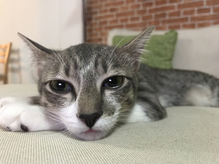 Un chat aux yeux larmoyants, indiquant une gêne oculaire potentielle ou des problèmes de santé chez les félins.