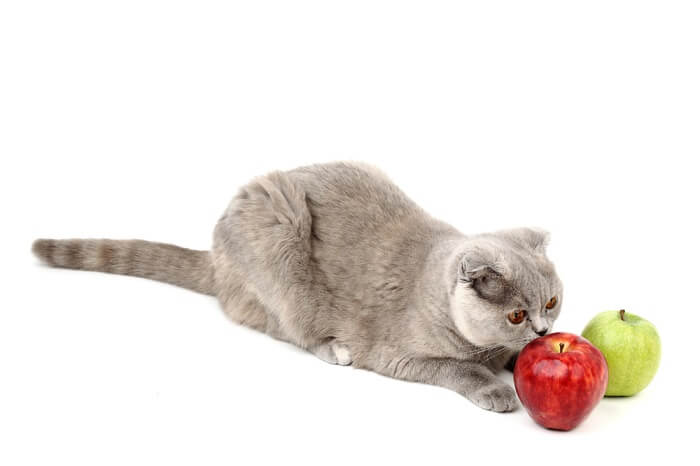 Chat attachant avec une pomme, créant une scène adorable