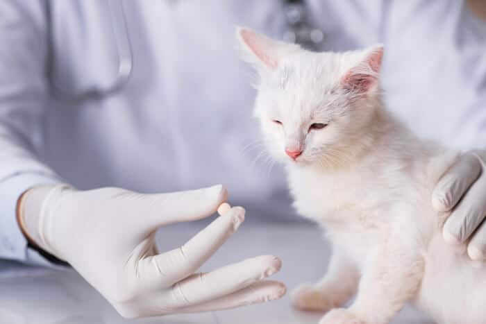 Un vétérinaire propose une pilule à un chaton blanc