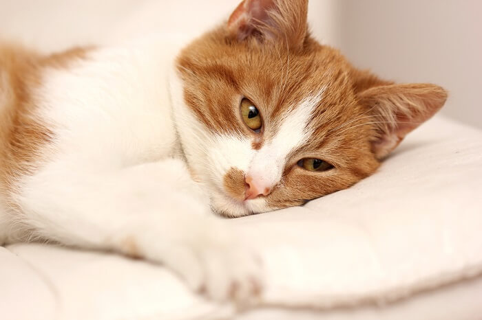 Chat orange et blanc couché sur un oreiller blanc ; salmonelle chez les chats image vedette