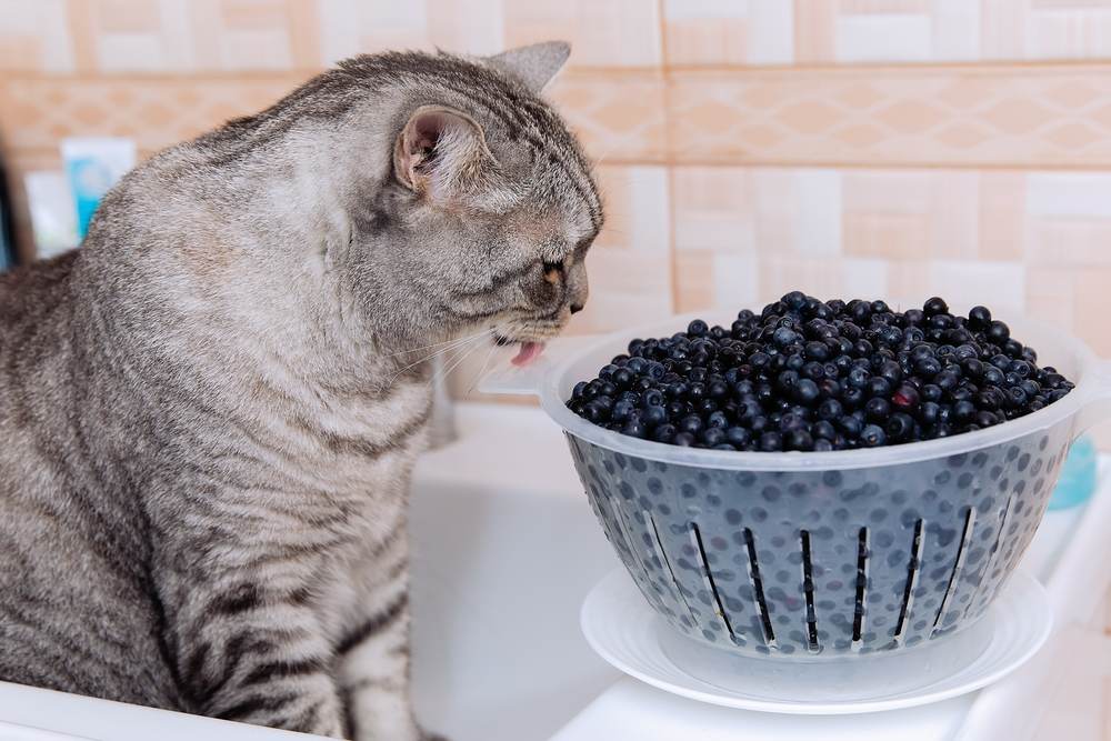 Chat regardant des myrtilles dans un bol, intrigué