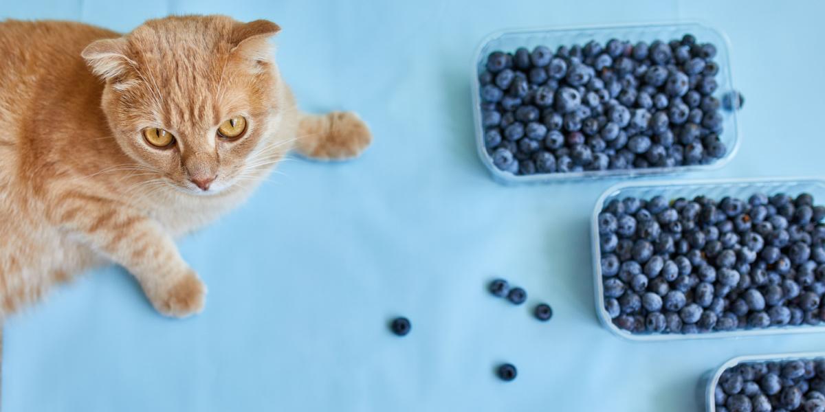 Chat assis près d'un bol de myrtilles, montrant de la curiosité