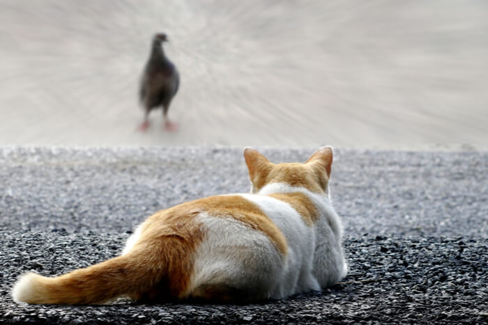 Chat traquant un oiseau avec la queue appuyée au sol