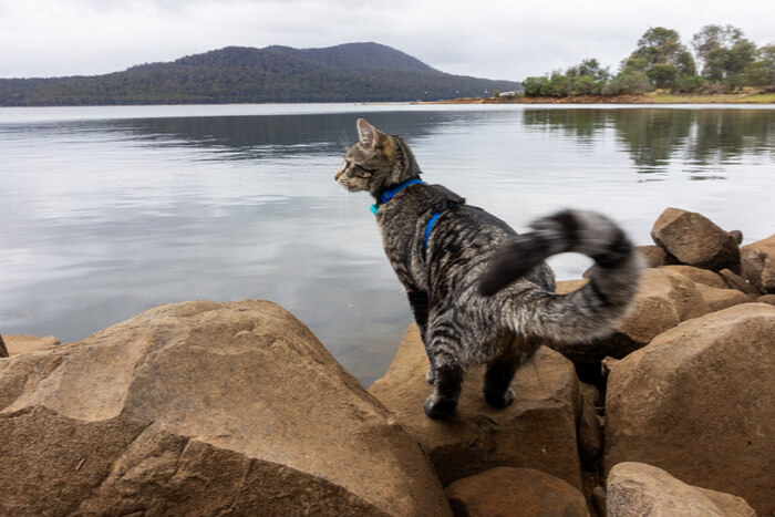 Une image capturant la curiosité ludique d'un chat.