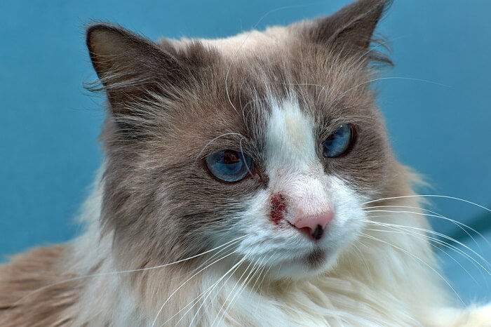 La dermatite chez les chats, une affection cutanée courante, souligne l’importance de la santé de la peau dans les soins félins.