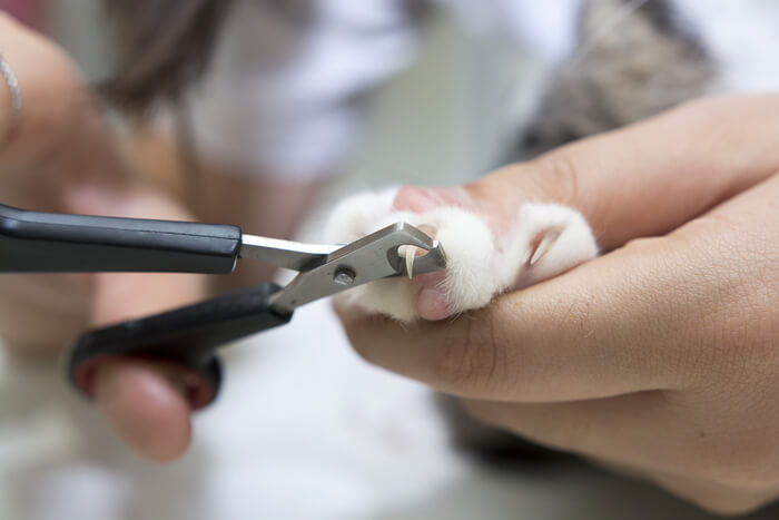 Guide visuel étape par étape sur la façon de couper les ongles d'un chat, offrant des instructions claires pour un soin des ongles sûr et efficace.