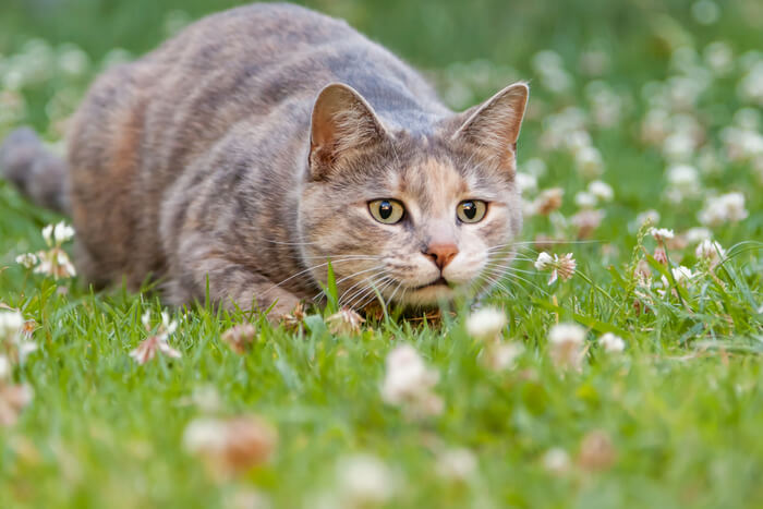 Chat bondissant dans la cour