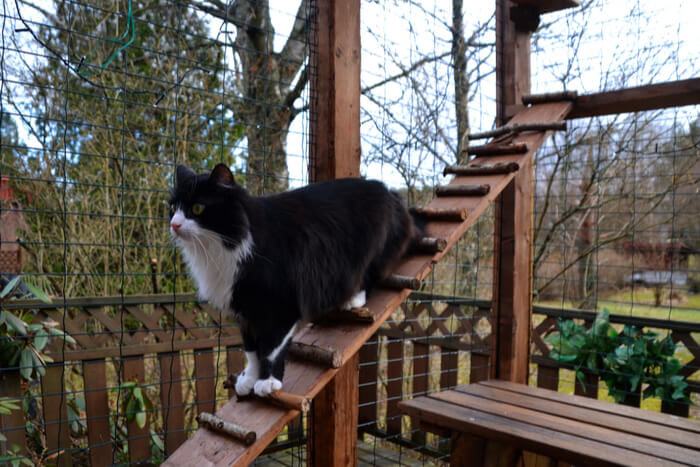 Chat dans un catio extérieur