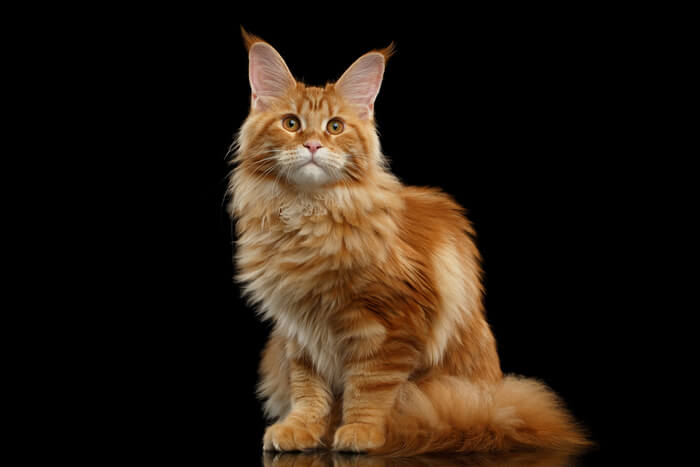 Chat Maine Coon