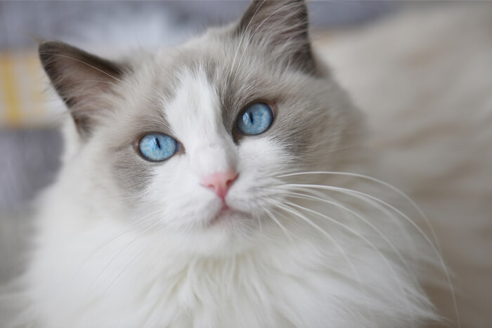 Le chat Ragdoll, une race de chat amicale