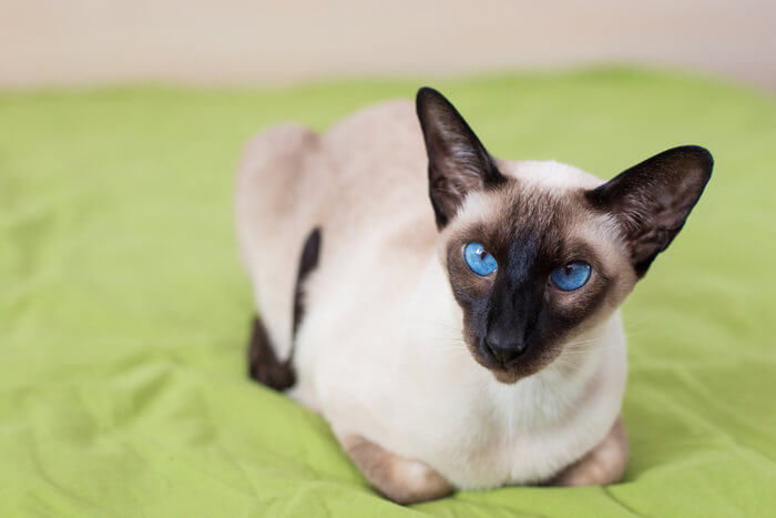 Image d'un chat siamois, connu pour son corps élégant, ses points de couleur frappants et ses yeux bleus en forme d'amande, dans une pose captivante et royale.