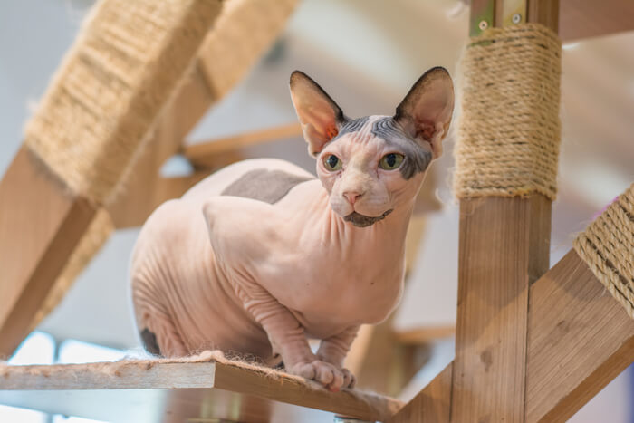 Chat Sphynx