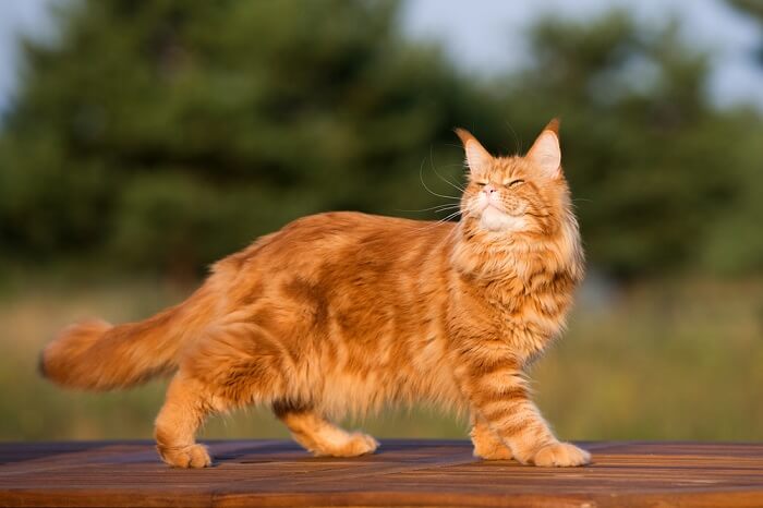 Chat Maine Coon en extérieur