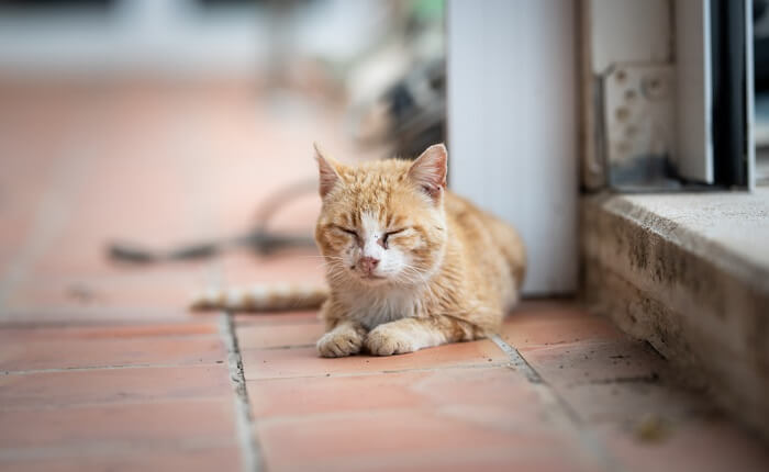 uvéite chez le chat