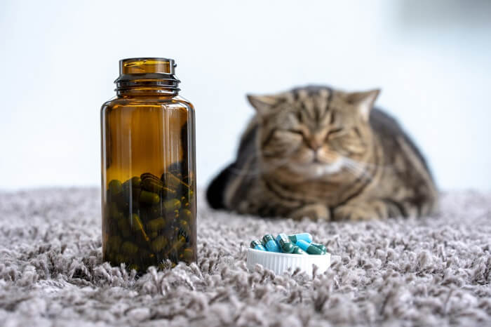 comprimés de médicaments devant le chat