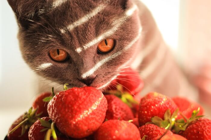 Chat curieux examinant une fraise juteuse.