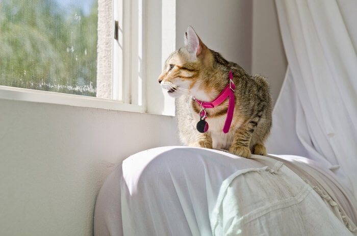 Un chat gazouille à la fenêtre