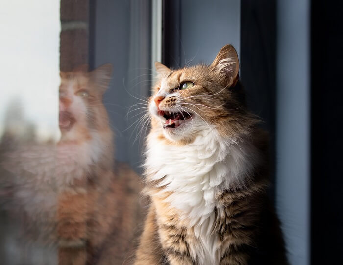 Un chat émettant des sons de gazouillis ou de bavardages, souvent observés lors de l'observation d'oiseaux ou d'autres proies.