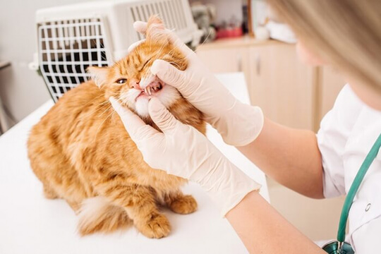 Votre guide pour le nettoyage dentaire des chats