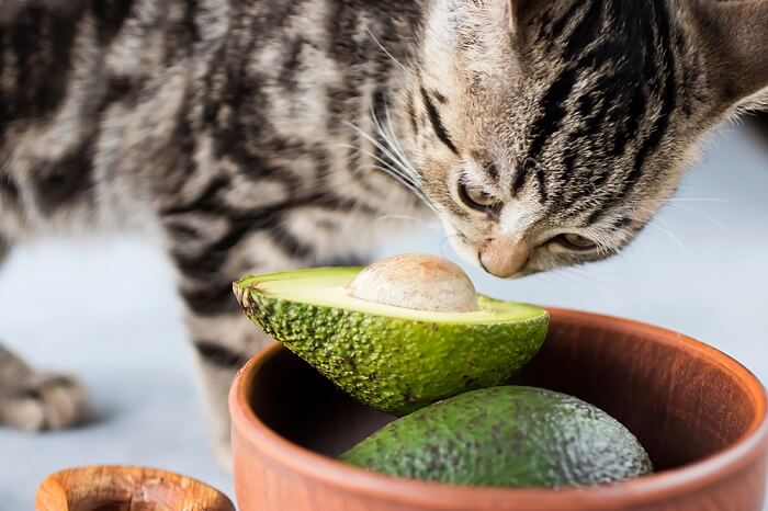 chat reniflant un avocat