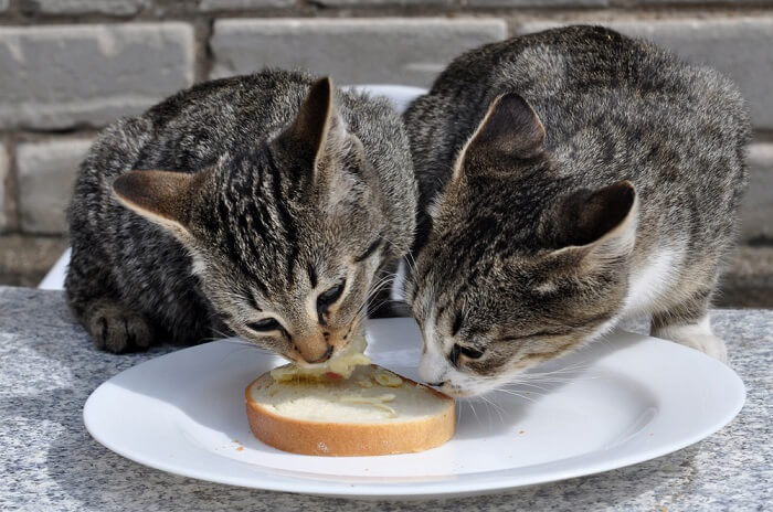 Chat grignotant un morceau de pain