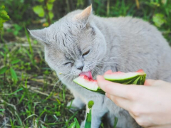 Playful cat enjoying a summery treat of watermelon.