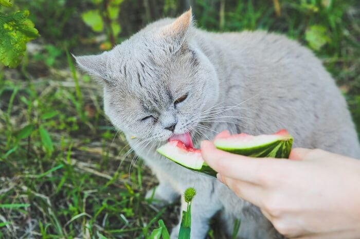 Chat joueur savourant une friandise estivale à base de pastèque.