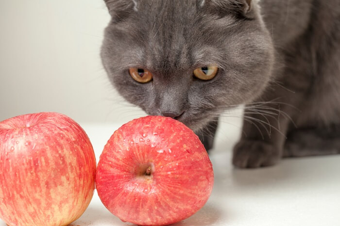 Chat en train de manger une pomme