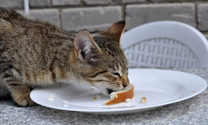 Chat en train de manger un morceau de pain