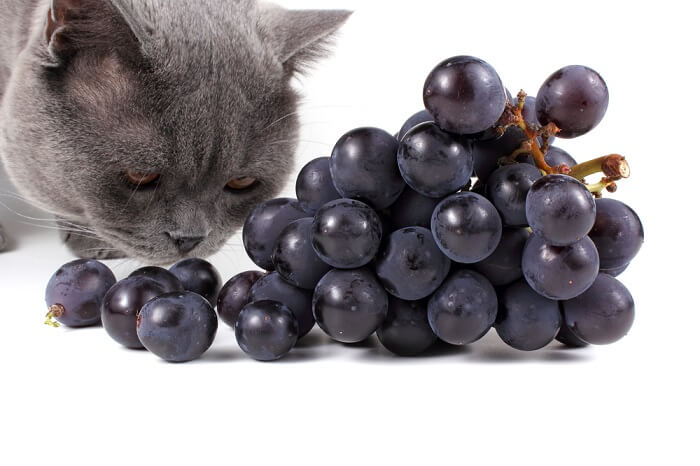 Image représentant un chat mangeant du raisin, illustrant l'importance de la sensibilisation à la toxicité du raisin