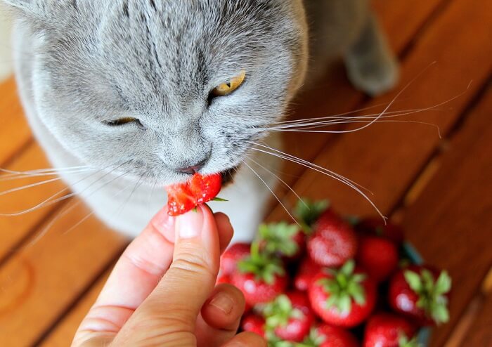 Chat tigré savourant une collation à la fraise.