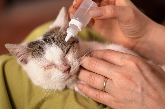 Mettre des gouttes dans l'œil d'un chat