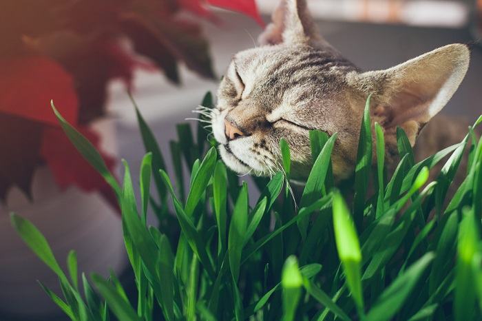 Gros plan d'un chat tigré satisfait grignotant une touffe d'herbe à chat vibrante, entourée de feuilles verdoyantes.