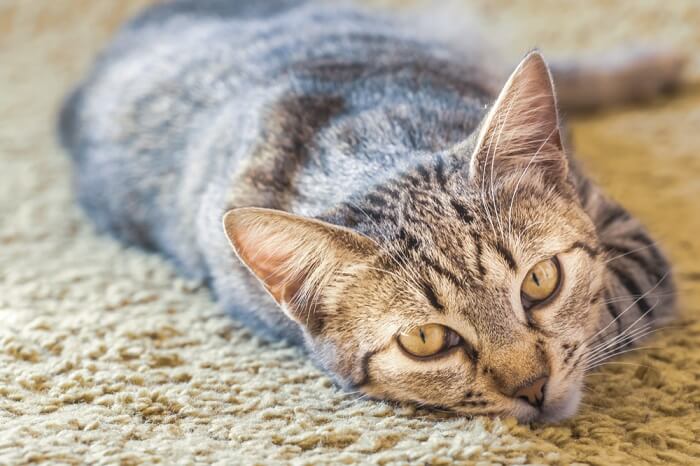 chat regardant pendant qu'il dort sur le sol en moquette