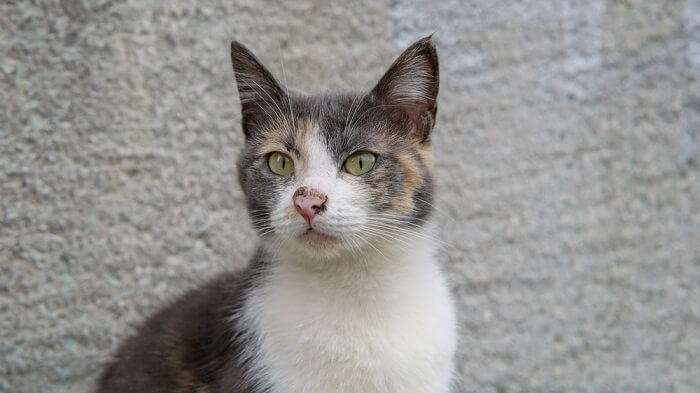 Chat calico dilué assis devant un fond gris