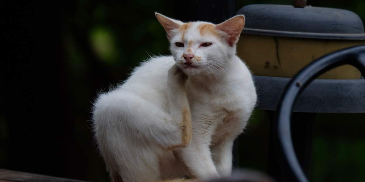 Le chat adopte un comportement naturel en grattant, en utilisant ses griffes pour marquer son territoire et maintenir la santé de ses griffes, soulignant l'importance de fournir des exutoires appropriés à ce comportement instinctif.