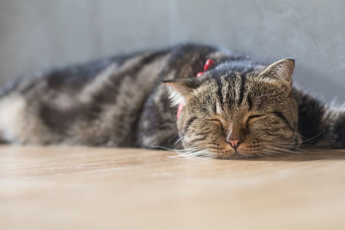 Chat tigré brun fatigué couché sur le sol