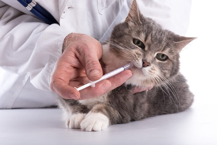 chat malheureux recevant un médicament