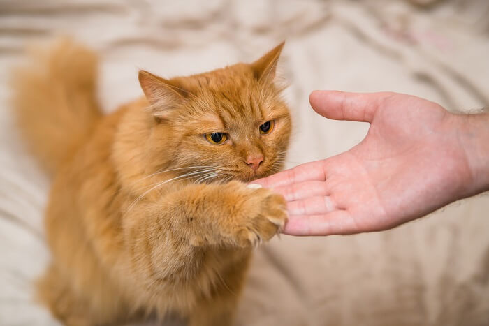 Chat en séance d'entraînement avec un humain