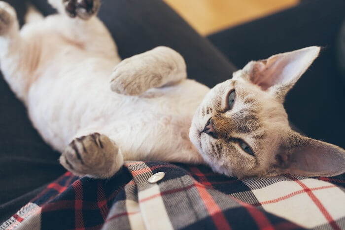 Chat Devon Rex montrant son apparence unique