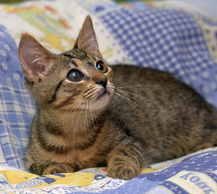 Chaton aux yeux vitreux